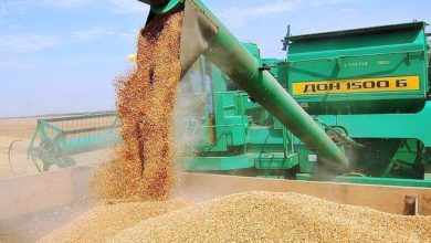Photo of Россия обвалила мировые цены на пшеницу