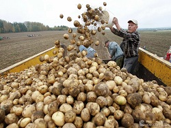 Photo of В аграрной сверхдержаве снова закончился картофель