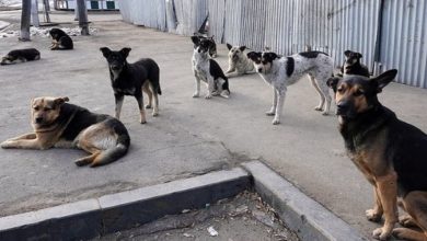 Photo of Регионы нищают во имя чистых асфальтов Москвы